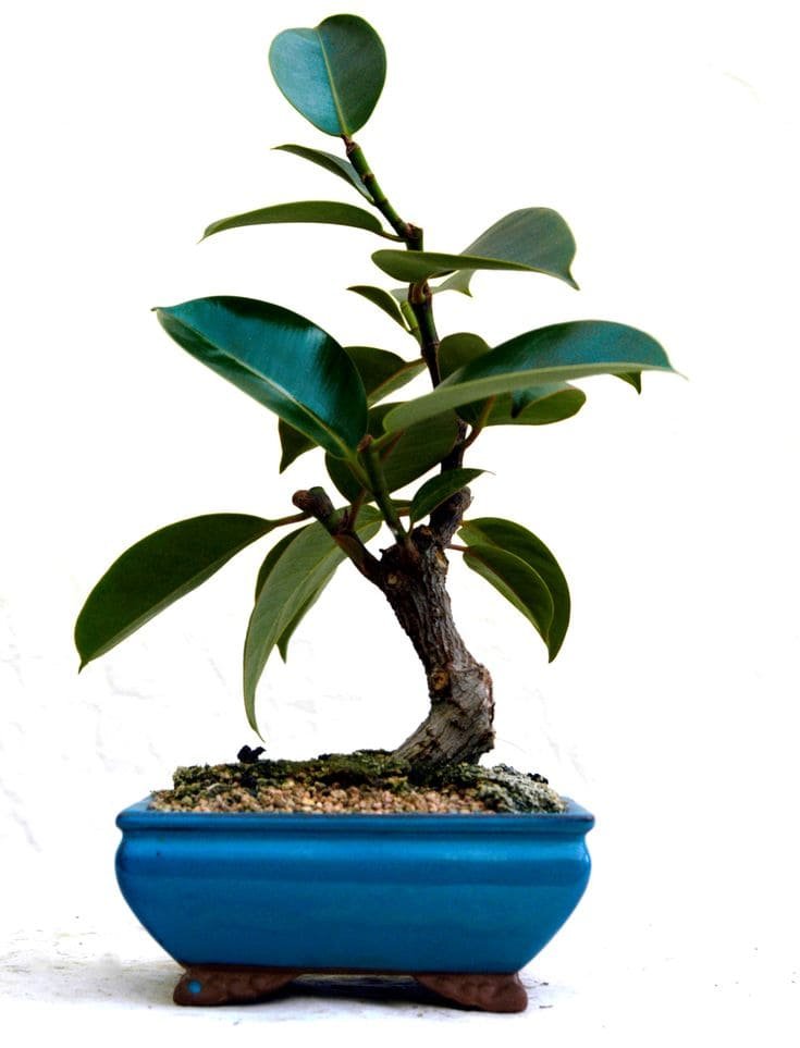 Ficus elastica